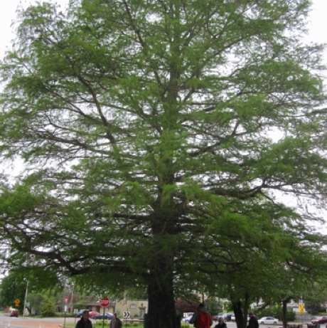Bald Cypress, Taxodium distichum, 187 Points, Hagerstown, City Park.