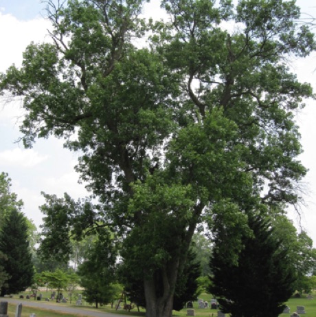 Ash, Green, Fraxinus pennsylvania, 289 Points, Rose Hill Cemetery.