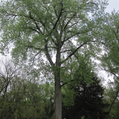 Cottonwood, eastern, Populus deltoides, 308 Points, Hager House, Hagerstown City Park.