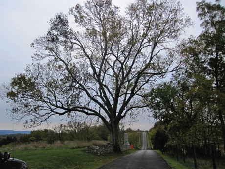 Hackberry, common, Celtis occidentals, 253 Points, Antietam National Cemetery.