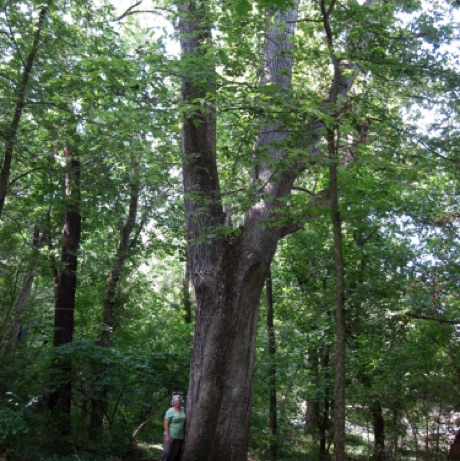 Oak, burr. Quercus macrcarpus, 287 Points.