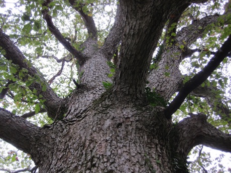 Oak, chinquapin, Quercus, muehlenbergii, 261 Points.