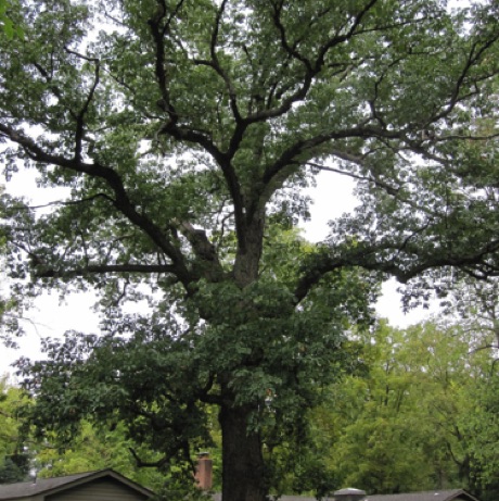 Oak, chinquapin, Quercus, muehlenbergii, 297 Points.