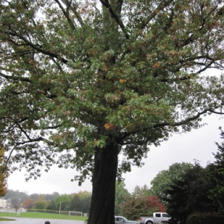 Oak, Northern Pin, Quercus palustris, 276 Points.