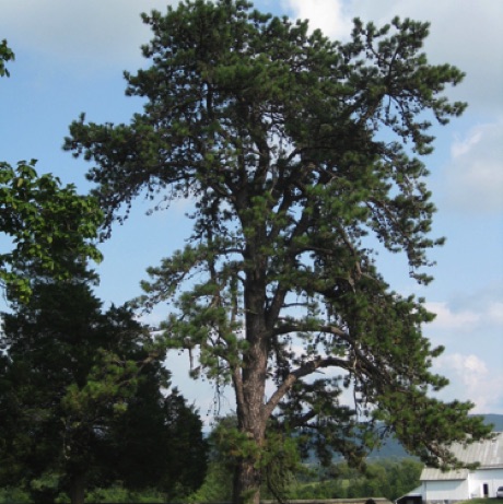 Pine, pitch, Pinus rigid, 170 Points, Antietam NB.