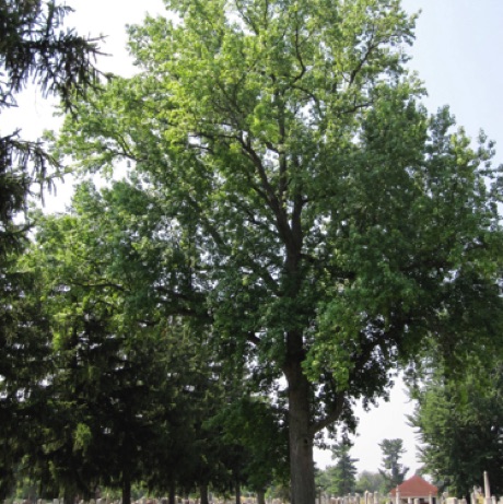 Sweetgum, Liquidamber stryciflua, 236 Points, 236 Points, Rose Hill Cemetery.