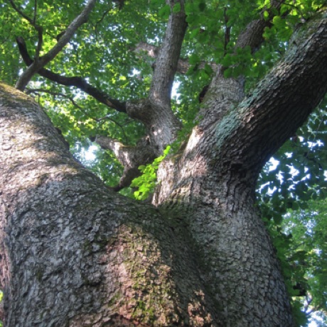 Oak, chinquapin, Quercus, muehlenbergii, 294 Points