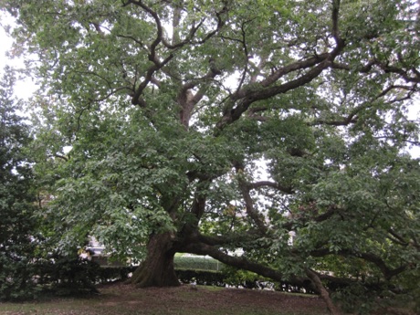 Oak, chinquapin, Quercus, muehlenbergii, 282 Points.