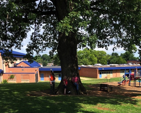 Oak, white, Quercus alba, 325 Points, Williamsport Elementary School.