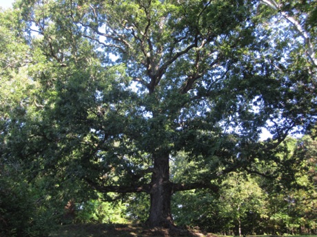 Oak, white, Quercus alba, 299 Points, C&O Canal NHP (Ferry Hill)