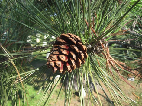 Pitch Pine Cone