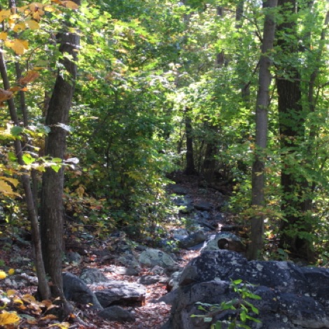 Forest Understory, Appalachian Trail
