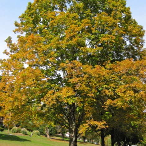 Red Maple, Acer rubrum, Hancock Library.