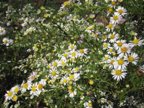 Little white aster, fields and forest edges