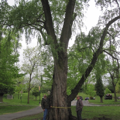 A weeping willow tree, Hagerstown City Park.