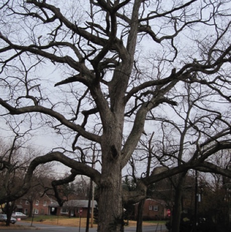 A chinquapin oak tree, Woodley Way Park, Hagerstown.