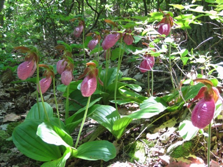 Pink Lady's Slippers, May, South Mountain State Park.