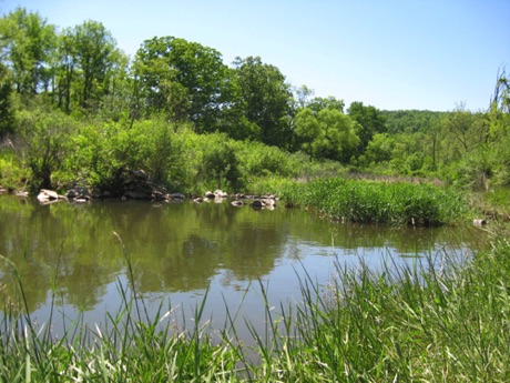 A pond, Indian Springs Wildlife Management Area.