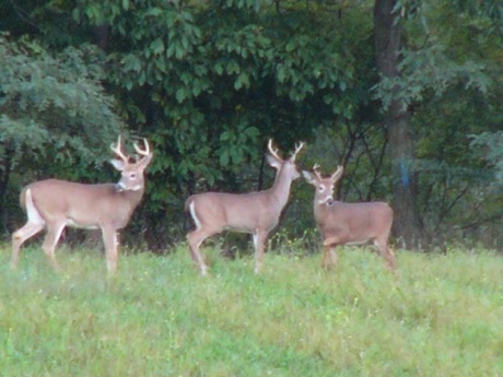 White tailed deer are frequently spotted.