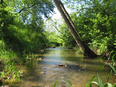 A stream at Indian Springs Wildlife Management Area.