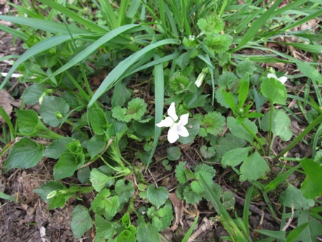Sweet white violet, Viola bland, C&O Canal NHP Towpath.