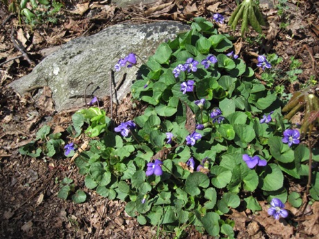 Common blue violets along the Appalachian Trail