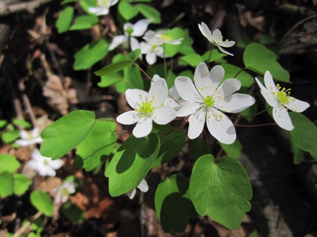 Rue Anemone, Anemonella thalictroides, along a wooded stream.