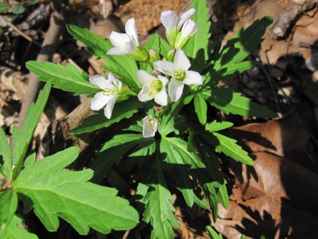 Cut-leaved Toothwort, Dentaria laciniata, along the Appalachian Trail.