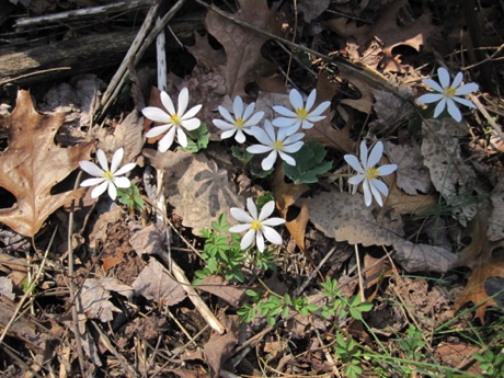 Bloodroot, Sanguinaria canadensis, rich woods, very early.