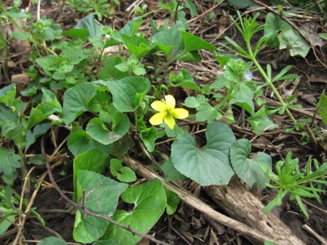 Yellow violet, Viola sp., C&O Canal NHP Towpath.