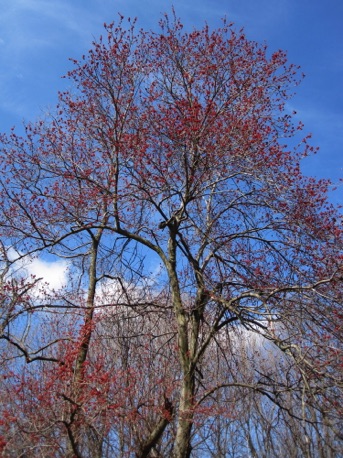 Red maple tree in bloom.