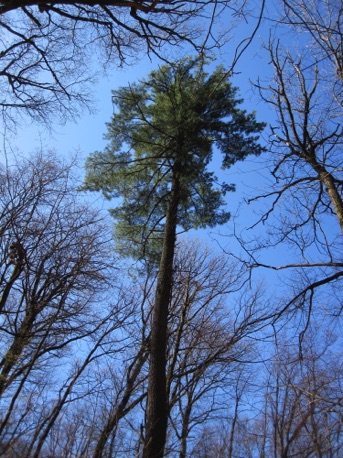 Spring sky: white pine surrounded by oak trees.