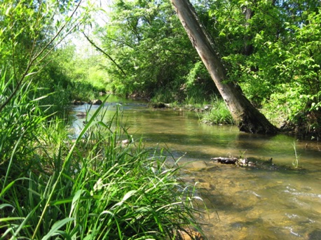 The stream at Indian Springs Wildlife Management Area.