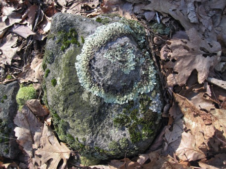 Lichens on rocks.