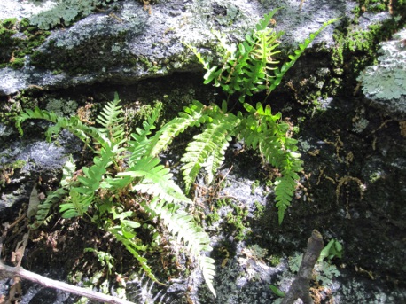 The forest floor: ferns.