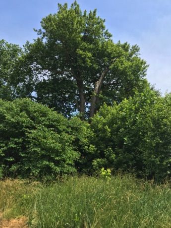 County Champion Black Gum Tree, Antietam National Battlefield.
