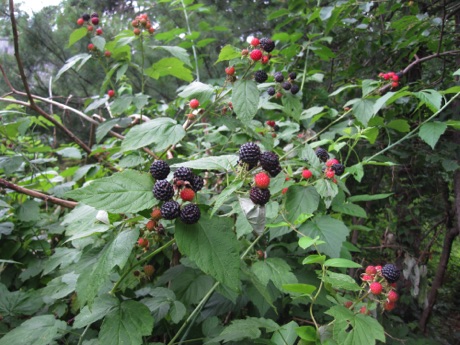 Black raspberry bushes, June, along a forest edge.