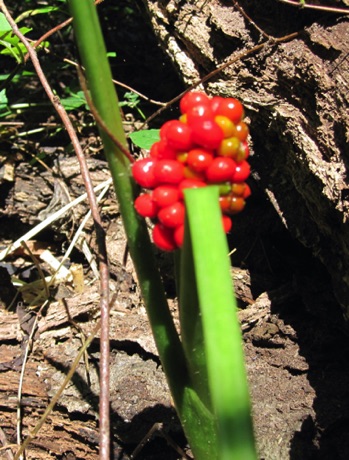 Jack-in-the-pulpit berries.