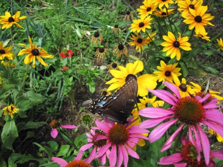 Summer flowers and black swallowtail butterfly.