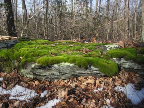 Mosses often look festive  - and very green - in winter.