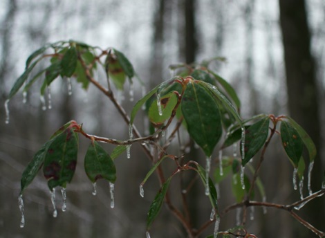 A mountain laurel shrub during an icing storm.