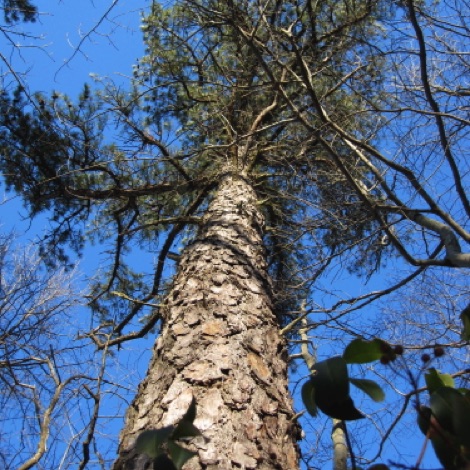 Looking up - a pitch pine.