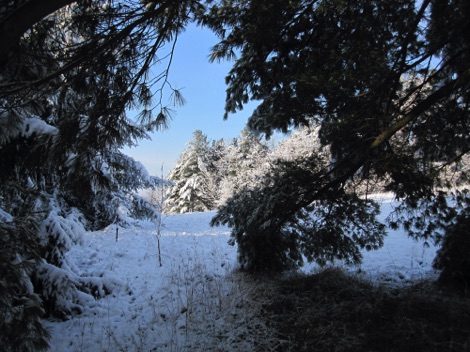 A view of a snowy field from under a sheltering white pine tree.